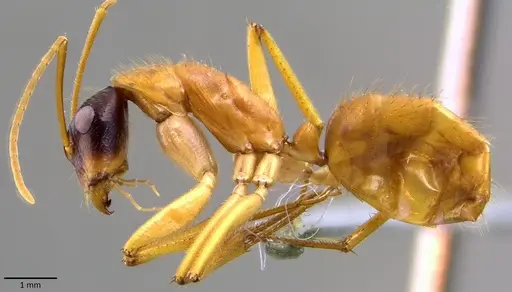Camponotus eastwoodi specimen