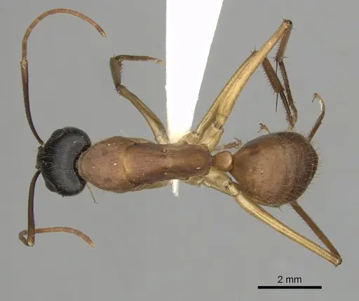 Camponotus eastwoodi - CASENT0280195