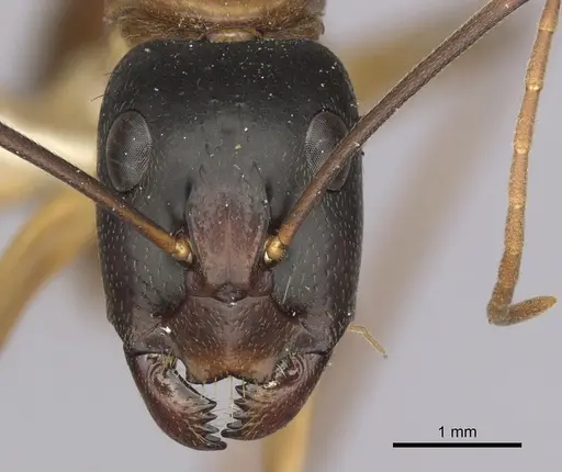 Camponotus eastwoodi - CASENT0280195