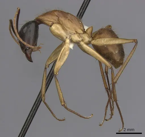 Camponotus eastwoodi - CASENT0280195