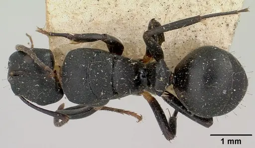 Camponotus echinoploides specimen