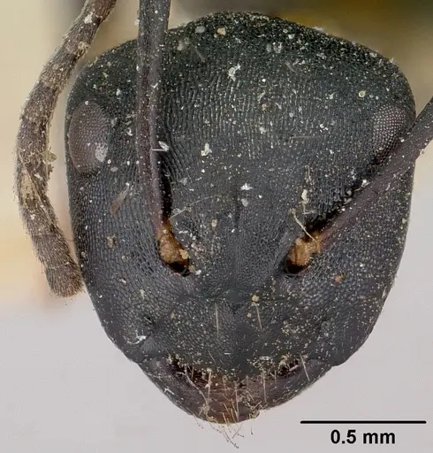 Camponotus echinoploides specimen