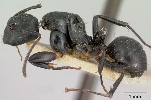 Camponotus echinoploides specimen