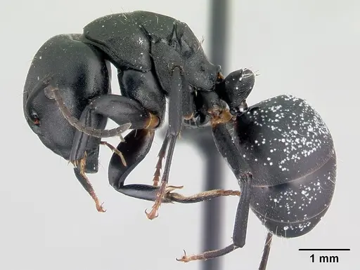 Camponotus echinoploides - CASENT0107632