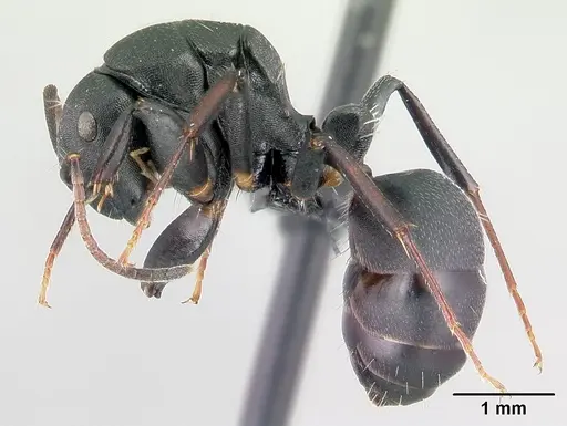 Camponotus echinoploides - CASENT0179462