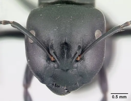 Camponotus echinoploides - CASENT0409169