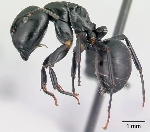 Camponotus echinoploides - CASENT0409169