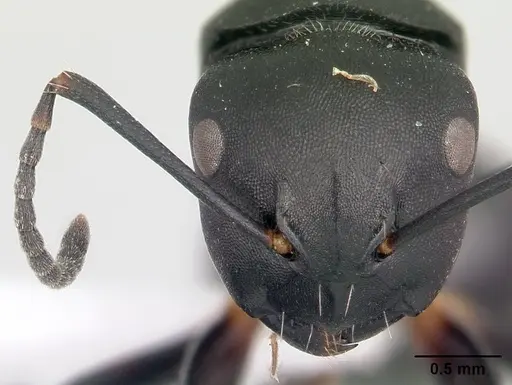 Camponotus echinoploides - CASENT0409171