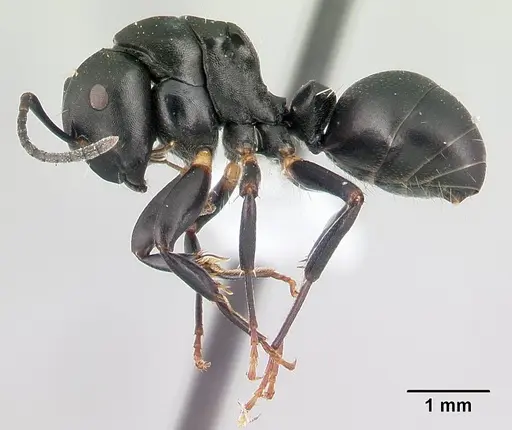 Camponotus echinoploides - CASENT0409171