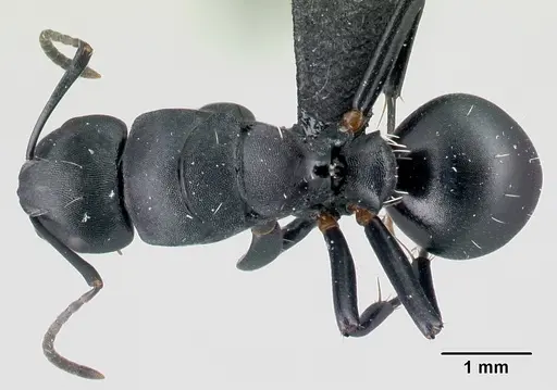 Camponotus echinoploides - CASENT0488700