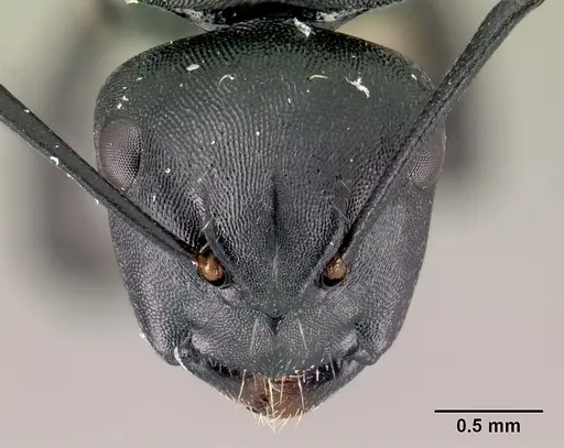 Camponotus echinoploides - CASENT0488700
