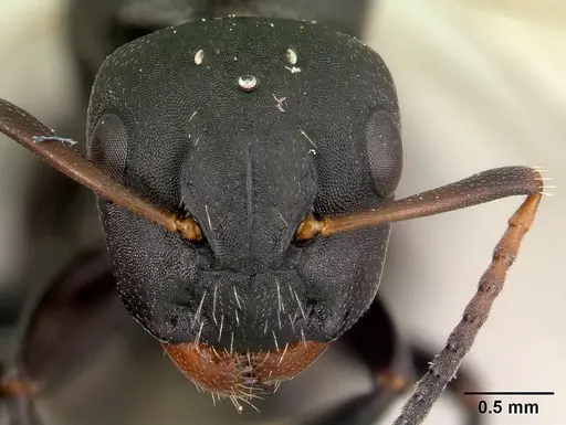 Camponotus edmondi specimen