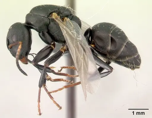 Camponotus edmondi specimen