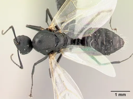 Camponotus edmondi - CASENT0067194