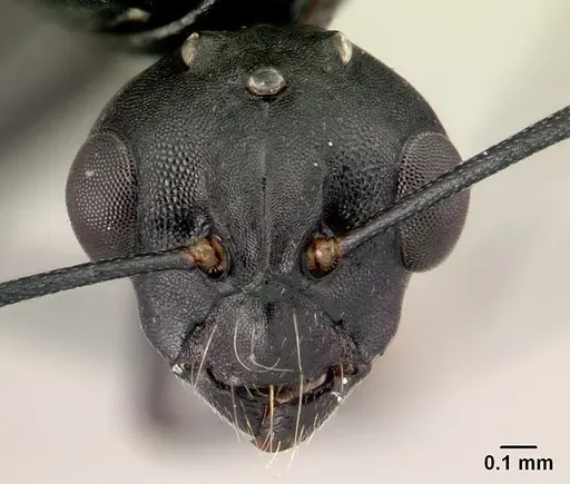 Camponotus edmondi - CASENT0067194