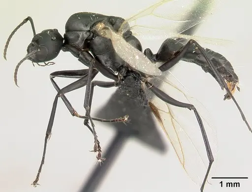 Camponotus edmondi - CASENT0067194