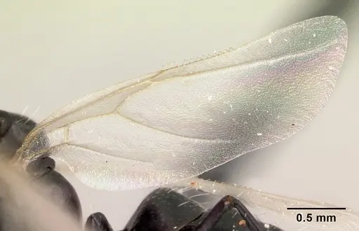 Camponotus edmondi - CASENT0067194