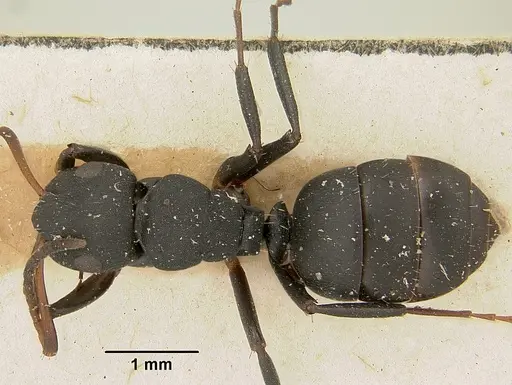 Camponotus edmondi - CASENT0101384