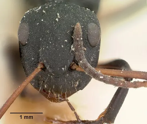 Camponotus edmondi - CASENT0101384
