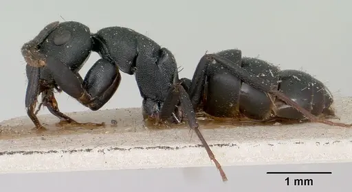 Camponotus edmondi - CASENT0101384