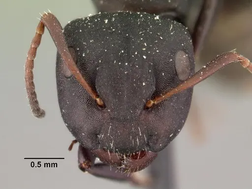 Camponotus edmondi - CASENT0101477