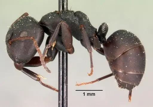 Camponotus edmondi - CASENT0101477