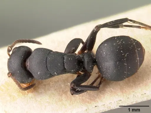 Camponotus edmondi - CASENT0101478