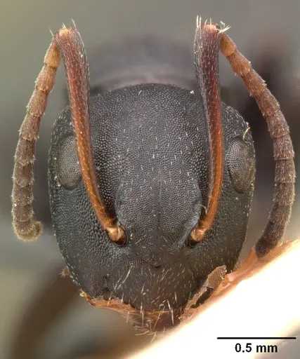 Camponotus edmondi - CASENT0101478