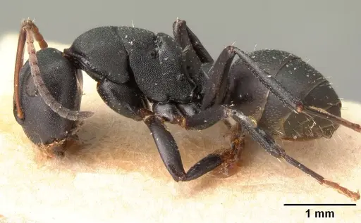 Camponotus edmondi - CASENT0101478