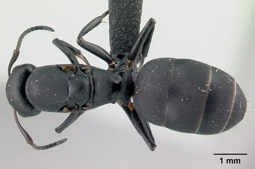 Camponotus edmondi - CASENT0107403