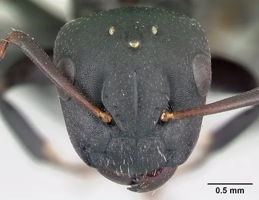 Camponotus edmondi - CASENT0107403