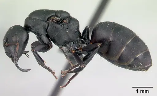 Camponotus edmondi - CASENT0107403