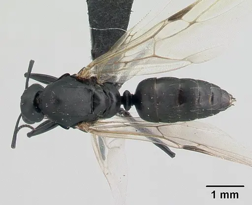 Camponotus edmondi - CASENT0132548