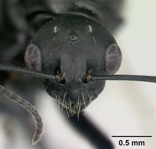 Camponotus edmondi - CASENT0132548