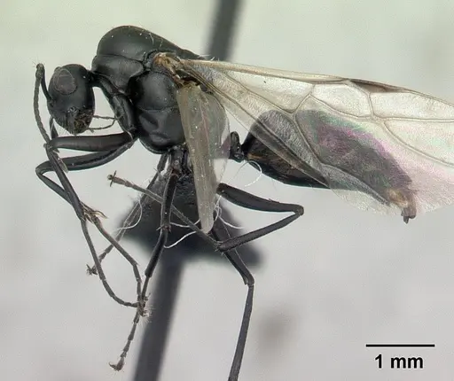 Camponotus edmondi - CASENT0132548