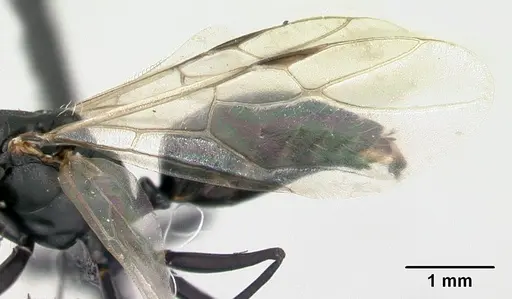 Camponotus edmondi - CASENT0132548