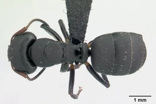 Camponotus edmondi - CASENT0132549