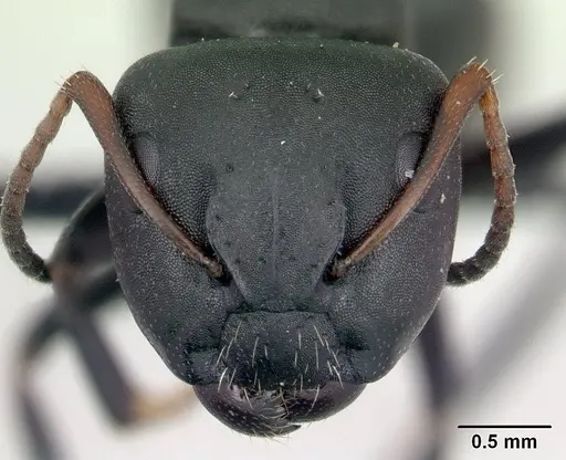 Camponotus edmondi - CASENT0132549