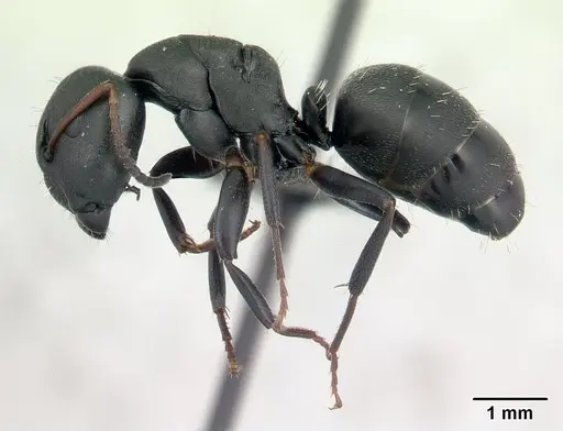 Camponotus edmondi - CASENT0132549