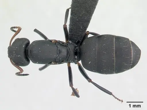 Camponotus edmondi - CASENT0134887
