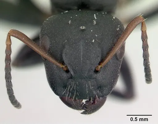 Camponotus edmondi - CASENT0134887