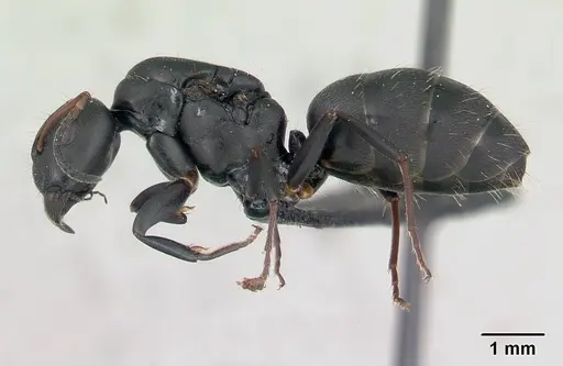 Camponotus edmondi - CASENT0134887