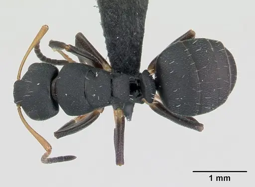 Camponotus edmondi - CASENT0134980