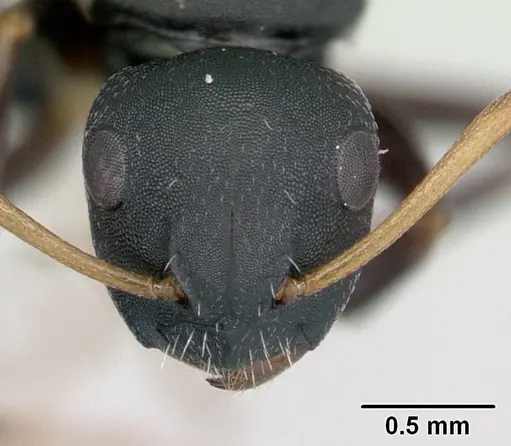 Camponotus edmondi - CASENT0134980