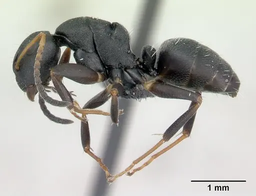 Camponotus edmondi - CASENT0134980