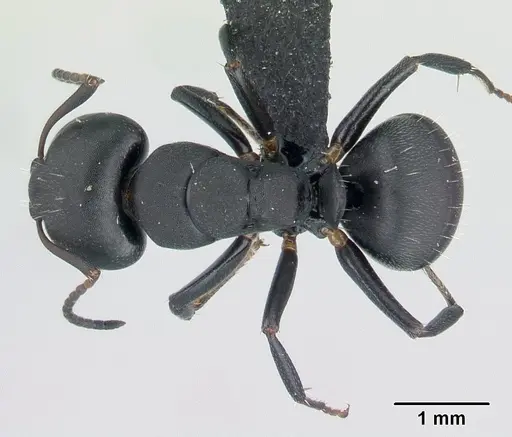 Camponotus edmondi - CASENT0136503