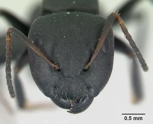 Camponotus edmondi - CASENT0136503