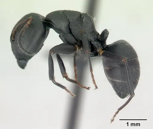Camponotus edmondi - CASENT0136503