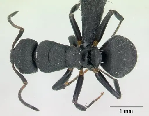 Camponotus edmondi - CASENT0136511