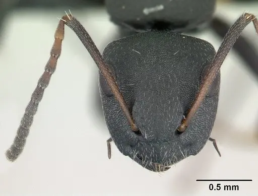 Camponotus edmondi - CASENT0136511